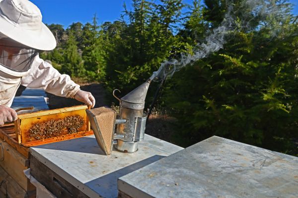 Africanized Bee Removal
