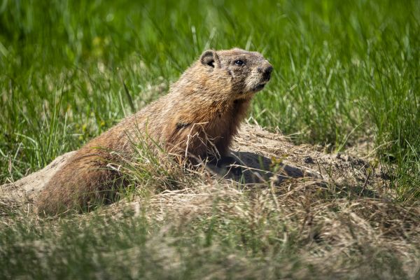 Groundhog Pest Control