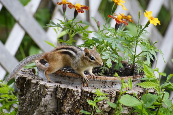 Animal Trapping Service