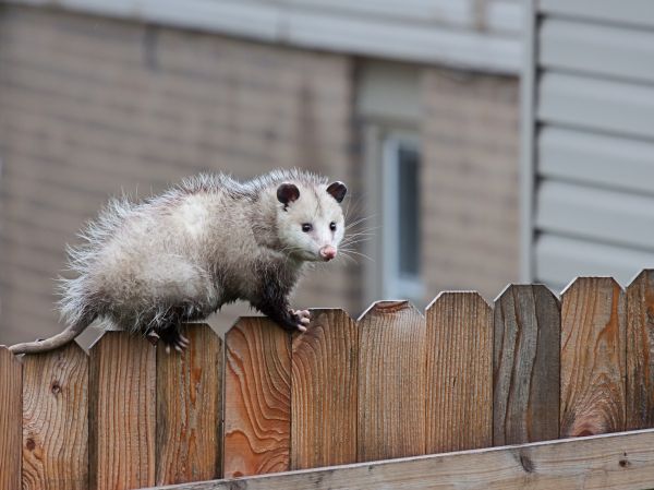 Opossum Extermination