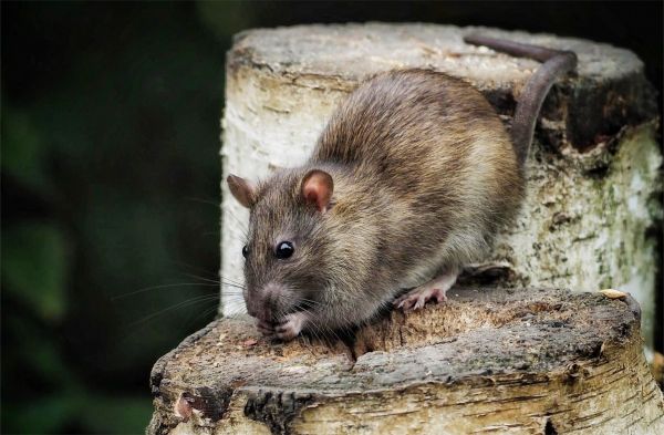 Rat Control Service