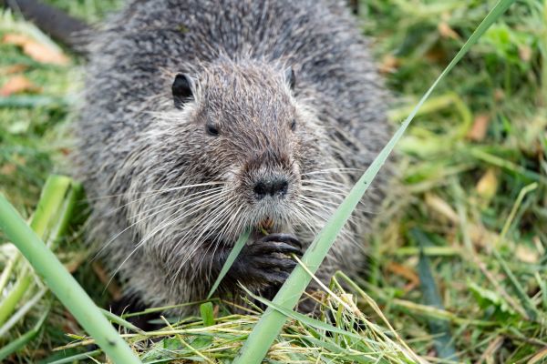 Beaver Pest Control