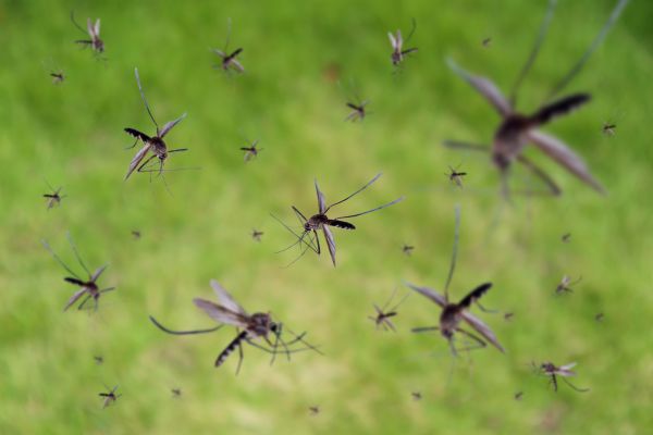 Fruit Fly Extermination