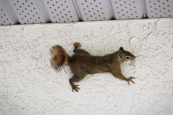 Attic Animal Removal