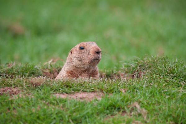 Groundhog Control