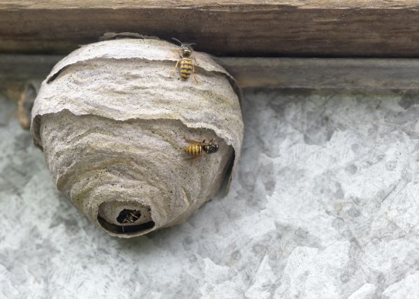 Bee Removal Service