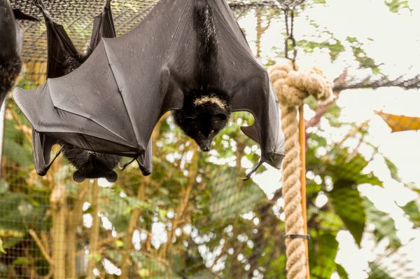 Bat Abatement