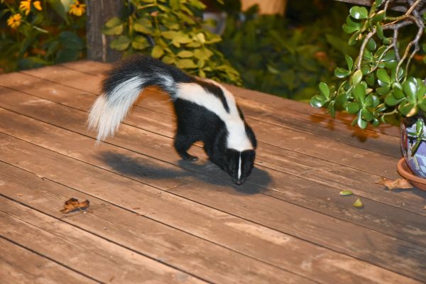 Animal Removal Service