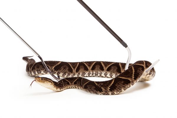 Gecko Removal