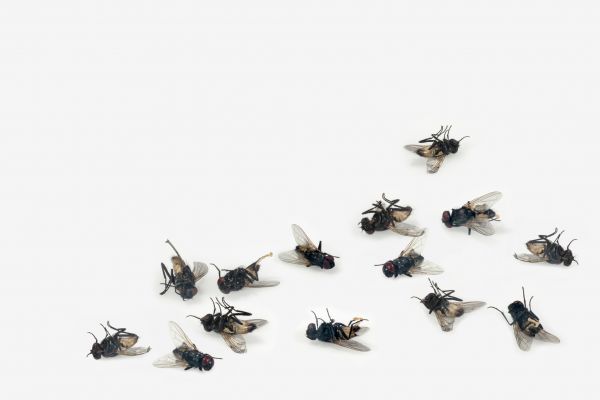 Fly Infestation