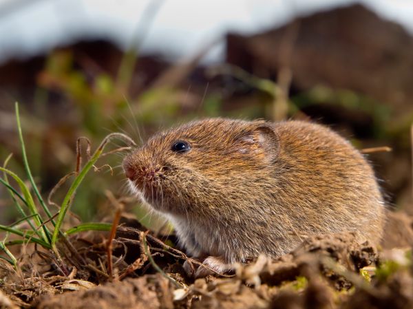 Rodent Pest Management