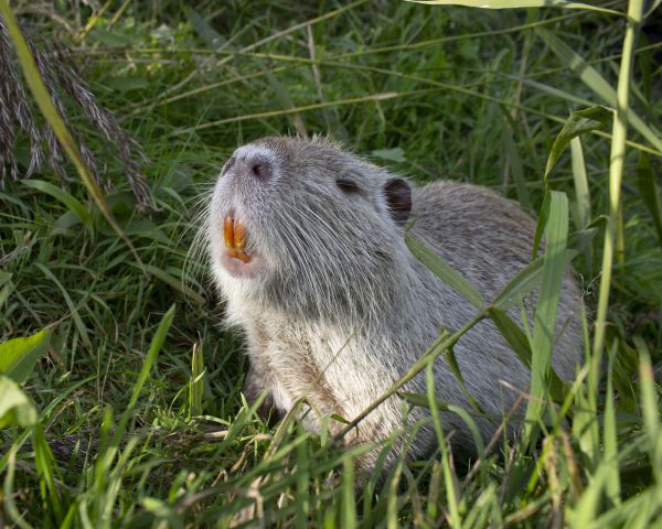 Animal Trapping Service