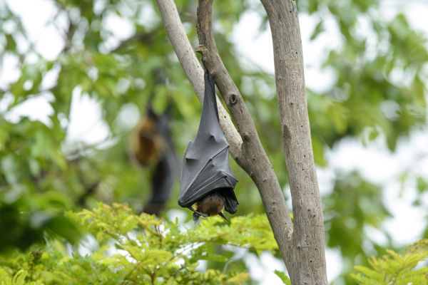 Bat Control