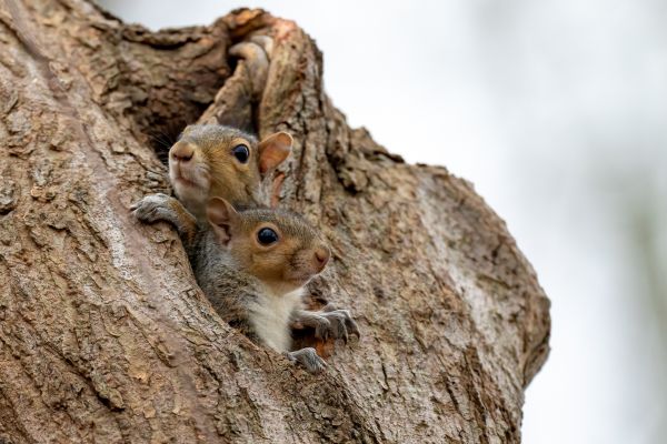 Nuisance Wildlife Removal