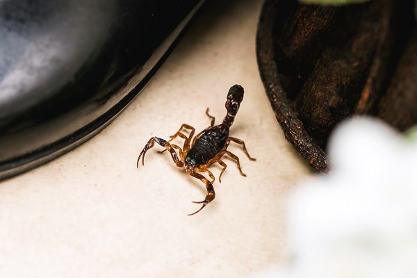 Ash Borers Pest Control