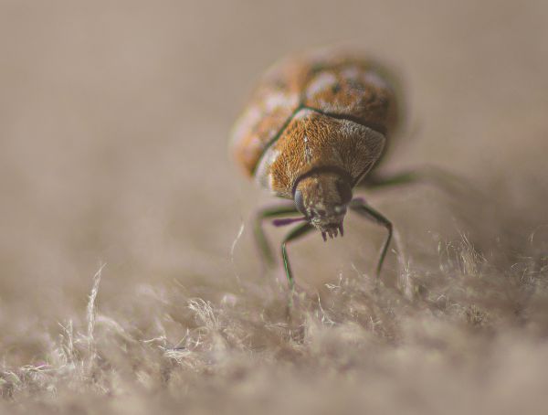 Beetle Extermination