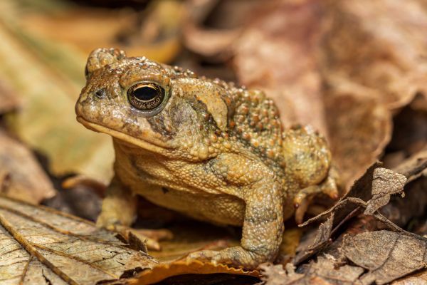 Amphibian Control