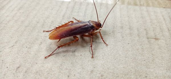 Commercial Fumigation