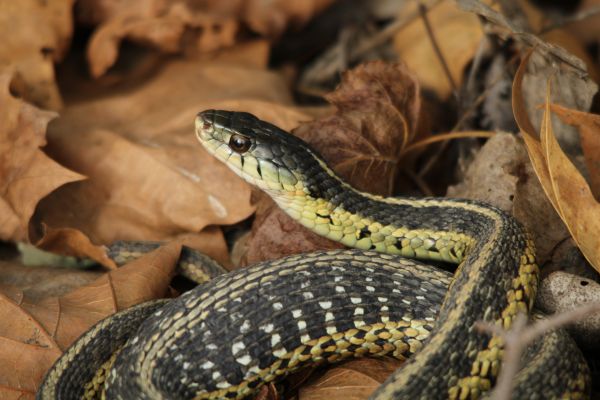 Animal Trapping Service
