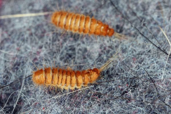 Bug Control