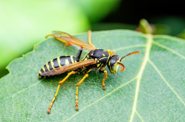 European Hornet Removal