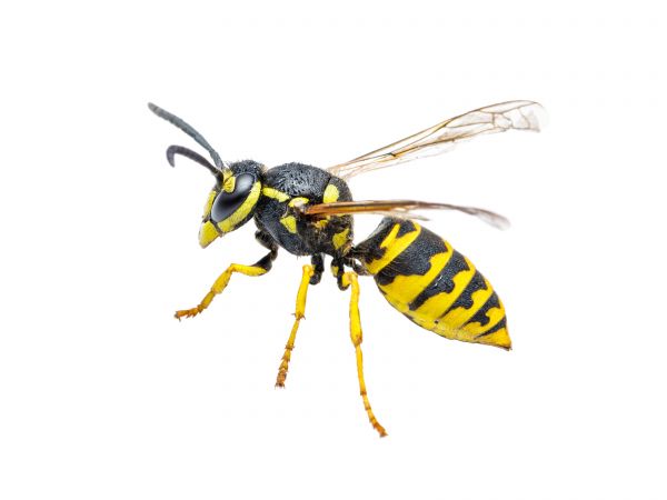 Hornet Nest Removal