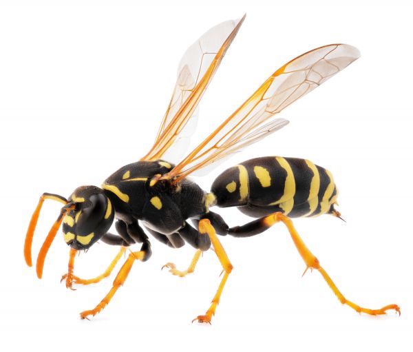 Flying Insect Control