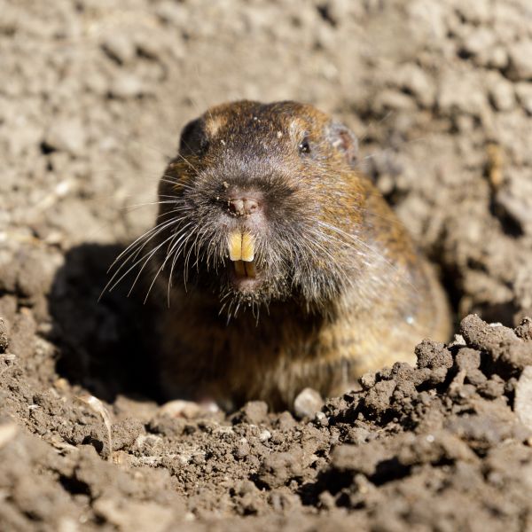Gopher Control Service