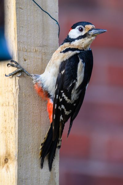 Bird Barrier Installation