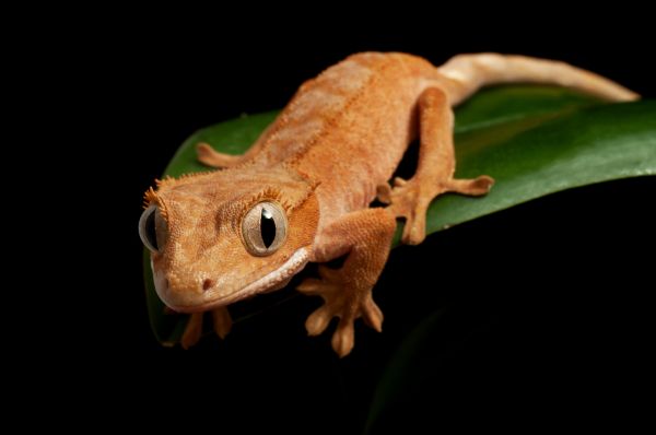 Gecko Removal