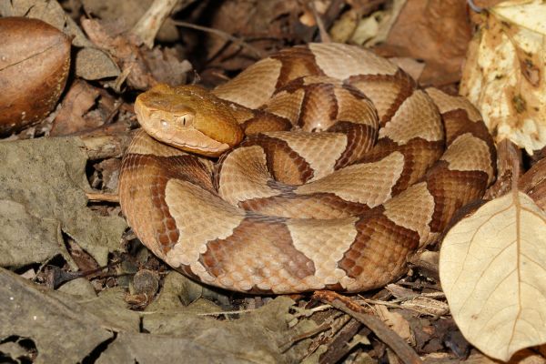 Copperhead Control