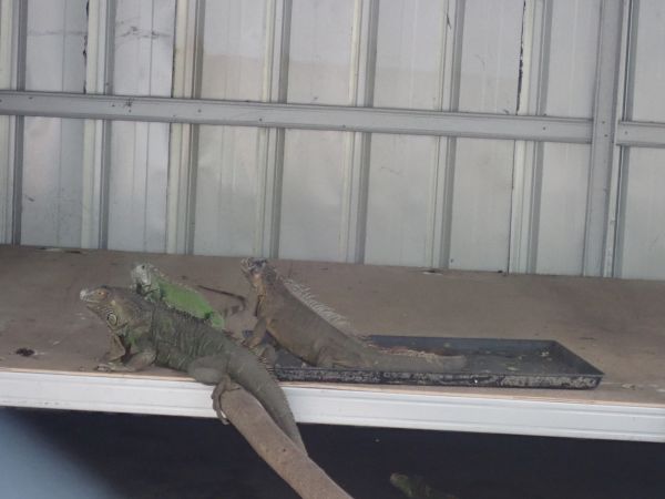 Animal Trapping Service
