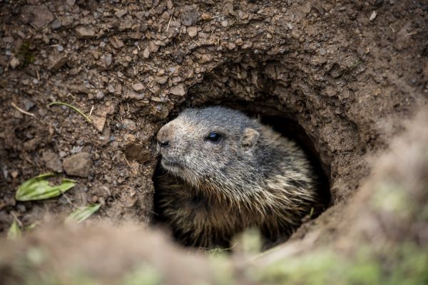 Groundhog Control