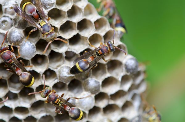 Hornet Control Service