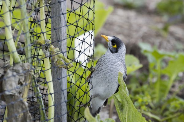 Bird Barrier Installation