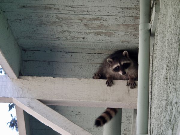 Racoon Removal - Racoon Removal Wylie, Texas