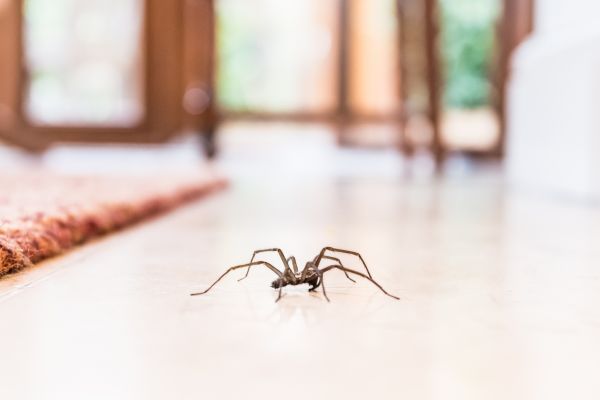 Black Widow Extermination