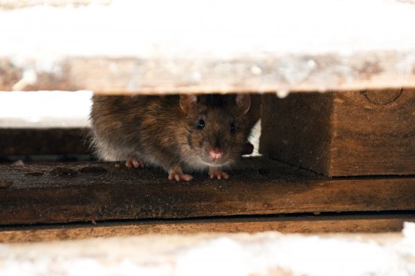 Mice Control Service