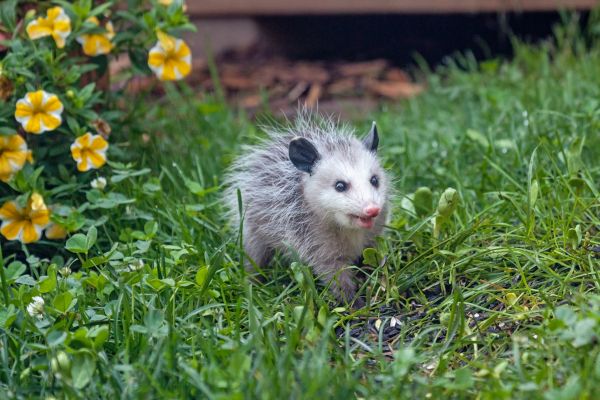 Opossum Management