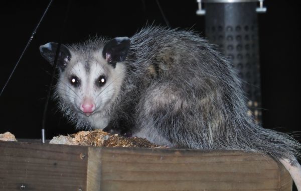 Opossum Control