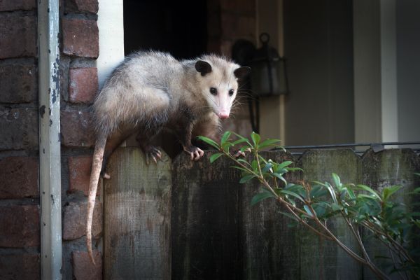 Attic Animal Removal