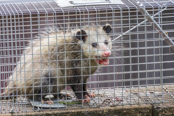 Opossum Control