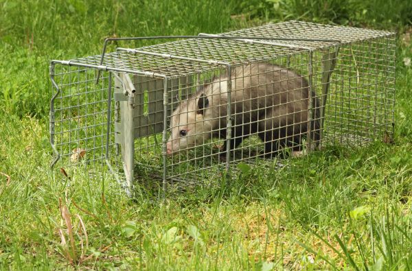 Opossum Exclusion