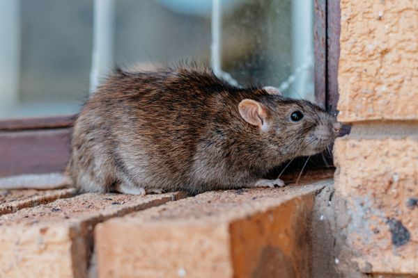 Mouse Control Service