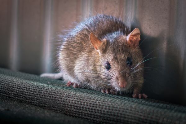 Mice Eradication