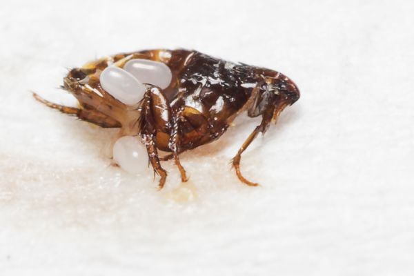 Flea And Tick Treatment