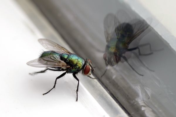 Flies Pest Control