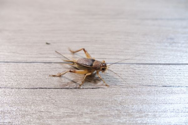 Cricket Extermination