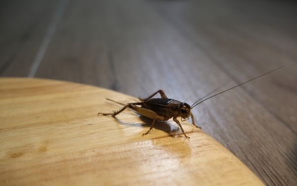 Cricket Control Service