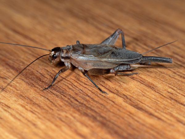 Cricket Extermination